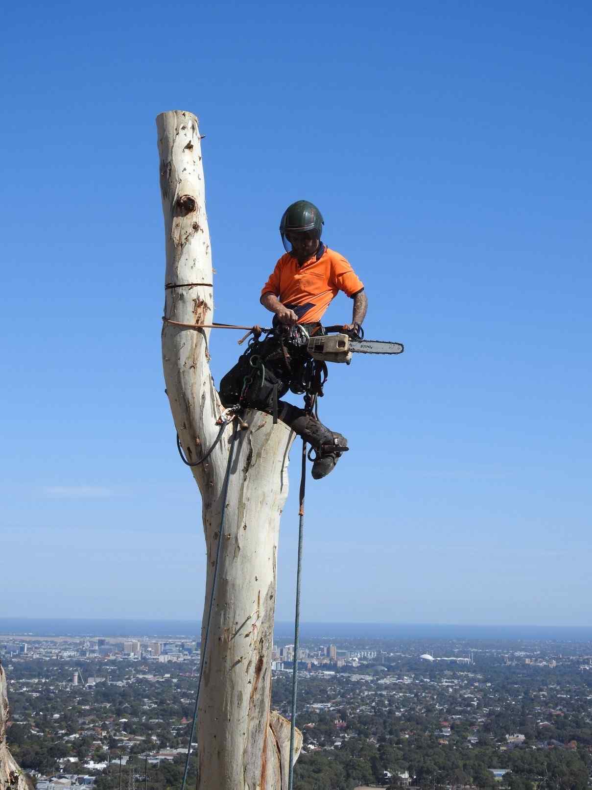Tree removal in progress