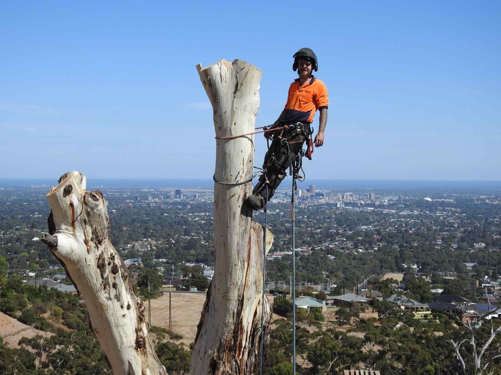 Tree service equipment