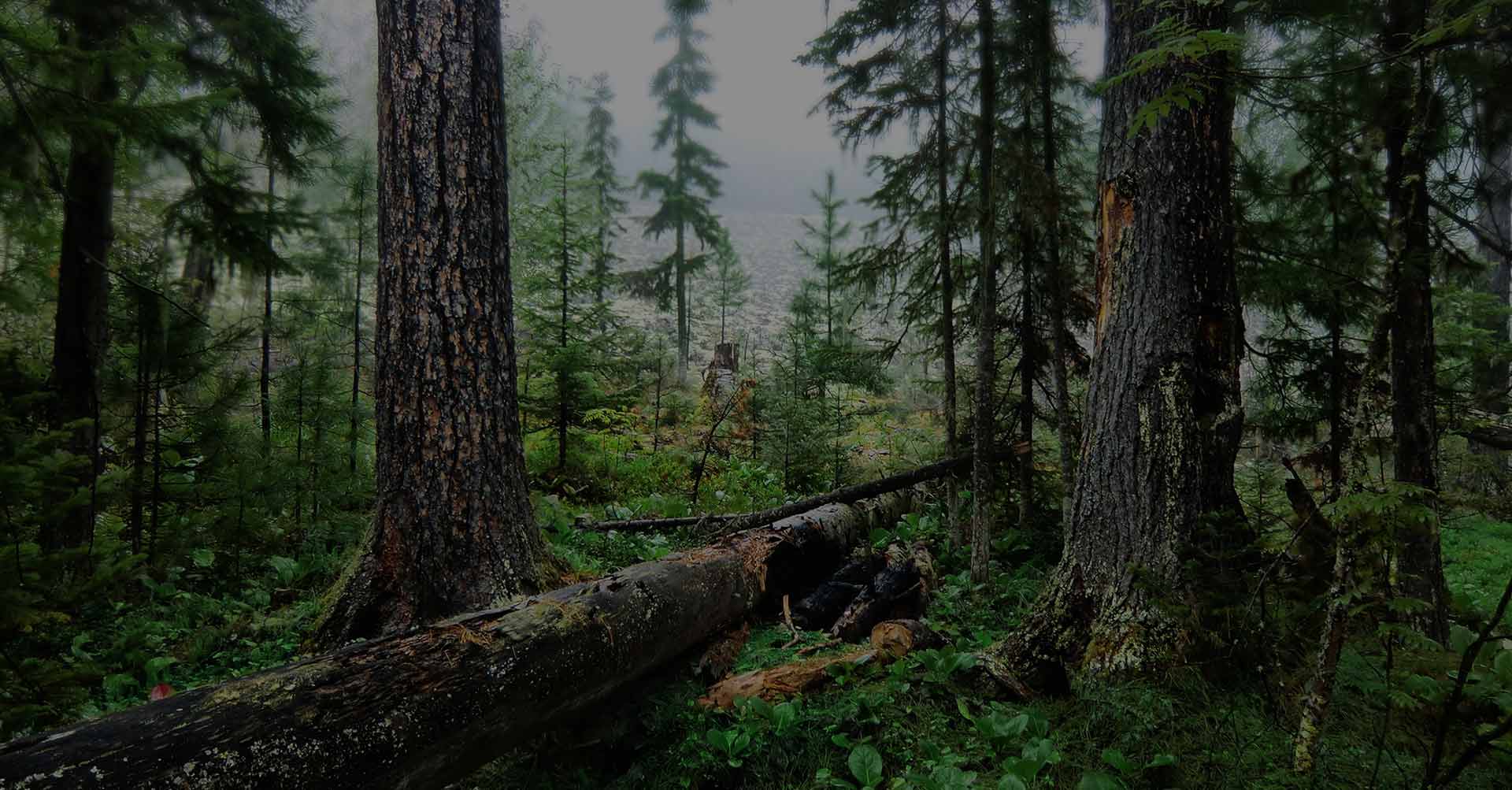 Adelaide Hills forest landscape