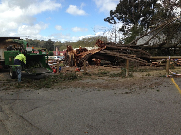Tree service work