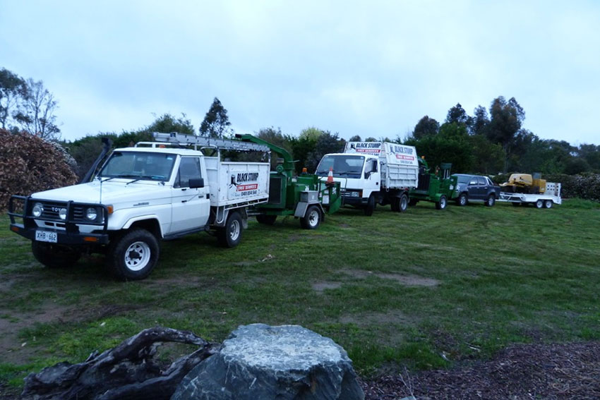 Professional tree care