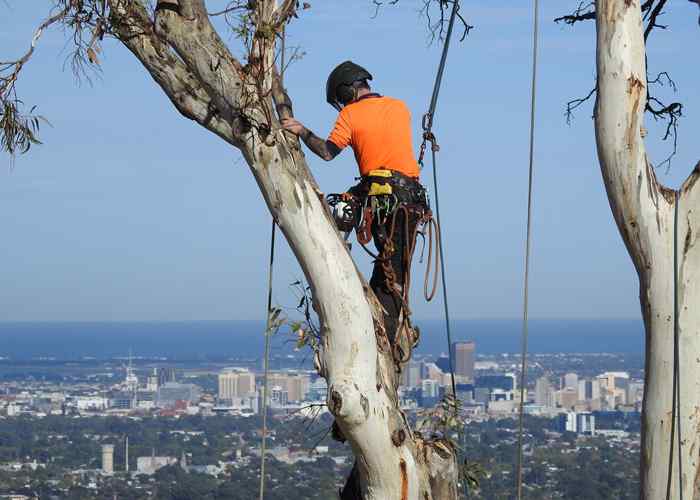 Arborist Care
