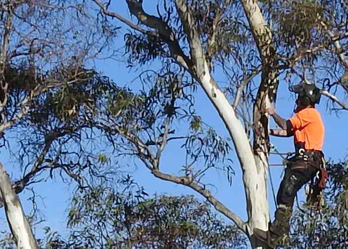 Tree Pruning