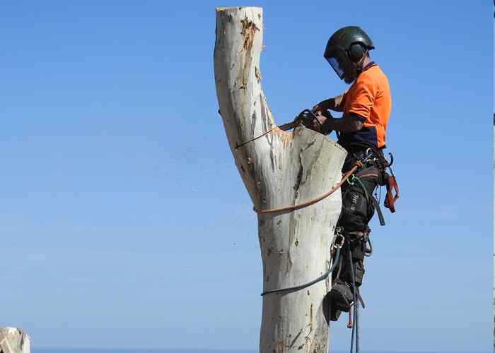 Large tree removal